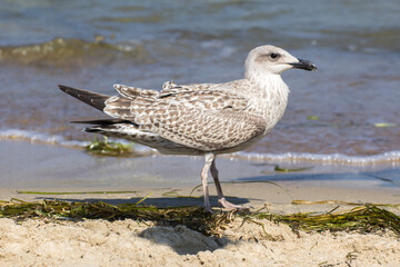gray seagull walks on the beach by the sea