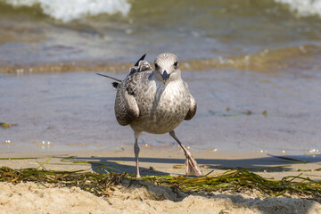 gray seagull walks on the beach by the sea