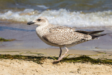 gray seagull walks on the beach by the sea