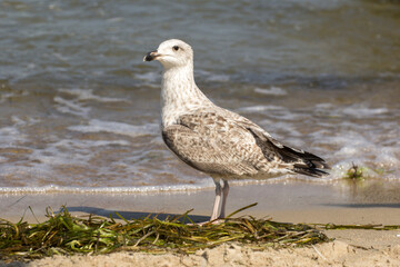 gray seagull walks on the beach by the sea