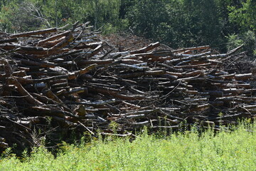 drewno, chrust, opał, Jaworzno, Śląsk © Albin Marciniak
