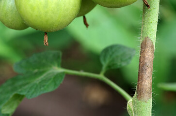 Stem of a tomato plant affected by late blight. Phytophthora Infestans. Selective focus.
