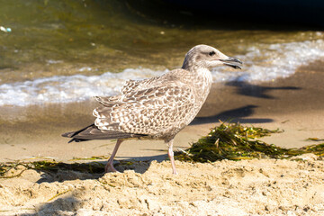 gray seagull walks on the beach by the sea