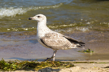 gray seagull walks on the beach by the sea