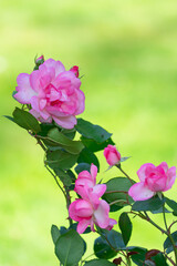 Fototapeta premium garden roses