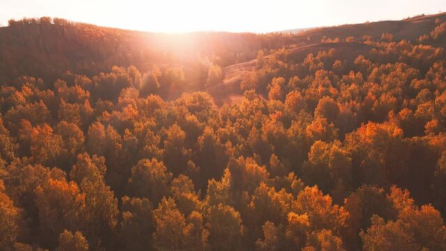 Yellow autumn trees in a forest at sunset. Aerial drone view of colorful autumn trees in the evening sunlight. Lens flare effect. 
