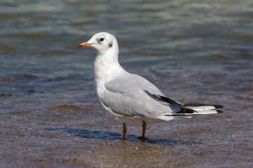 a gray seagull walks on the shallow water of the sea by the beach