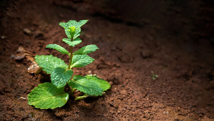 mint plant in the ground fresh herb menthol freshness