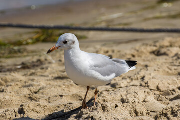 gray seagull walks on the beach by the sea
