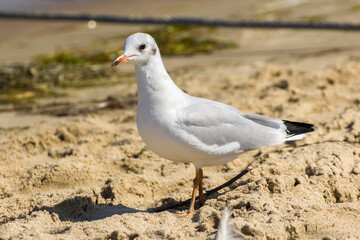 Fototapeta premium gray seagull walks on the beach by the sea