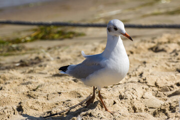 gray seagull walks on the beach by the sea