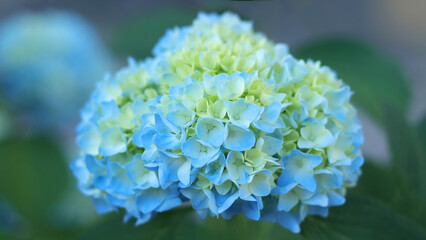 Hortensia. Selective focus on beautiful bush of blooming blue Hydrangea flowers and green leaves .Natural background. Hydrangea flower. Details of blue petals. Hydrangea Macrophylla. Summer flower © Mariia