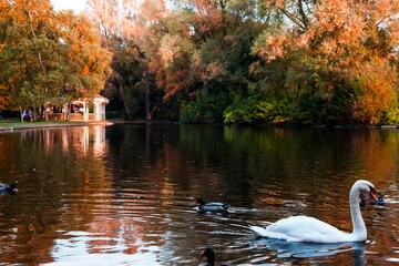Cisne en lago en St Stephen's Green, Dublin 