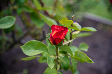 red rose in the garden