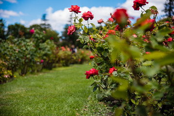 red flowers in the garden