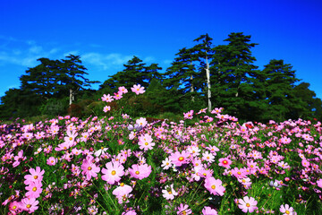 beautiful scenery of Cosmos bipinnatus(Garden cosmos,Mexican aster) flowers with blue sky background,many colorful Cosmos flowers blooming in the field at sunny summer
