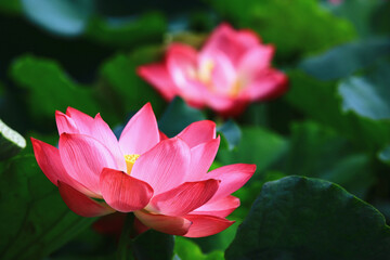 amazing view of blooming Lotus flower,close-up of pink lotus flower blooming in the pond in summer
