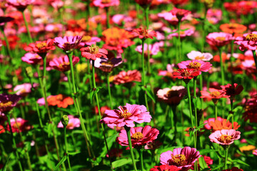 Fototapeta premium beautiful view of blooming Zinnia(Youth-and-old-age) flowers,close-up of pink and red Zinnia flowers blooming in the garden at a sunny day 