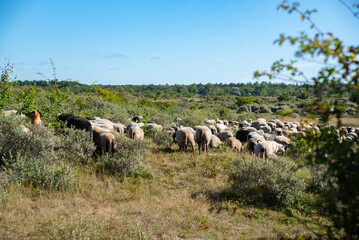 Naklejka na ściany i meble sheep and goats in the dunes. Egmond aan Zee. north holland 13 aug 2022 the netherlands