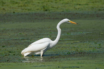 Obraz premium Great Egret wading in a marsh.