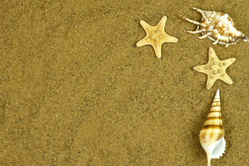 Fototapeta na wymiar Sea beach sand background with seashells and starfish, top view. Natural seashore textured surface, copy space