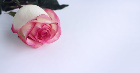 One yellow-pink rose isolated on a white background. Delicate floral arrangement. Background for a greeting card.
