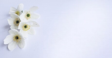 White flowers on a white background. Delicate floral arrangement. Background for a greeting card.