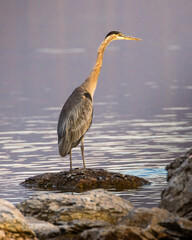 Great blue heron (Ardea herodias) hunting on the shoreline - Eagle Lake - Lassen County, California, USA.