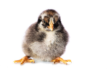 Cute chicken isolated on white background
