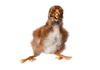 Crazy chicken isolated on white background
