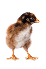 Cute chicken isolated on white background