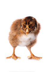 Obraz premium Cute chicken isolated on white background