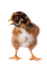 Cute chicken isolated on white background