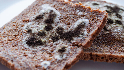 Slices of spoiled brown bread with various kinds of mold on on white plate. Moldy fungus covered...