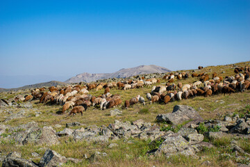 flock of sheep in mountains