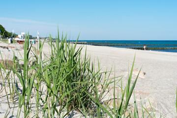 Sand dunes with beach grass at Baltic Sea near the town of Kuehlungsborn with a view of the blue sea and blue sky on a sunny day