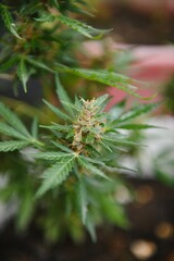 cannabis (marijuana) plant. growing marijuana at home for medical purposes