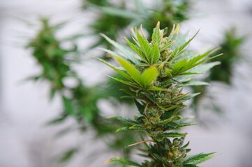 cannabis (marijuana) plant. growing marijuana at home for medical purposes