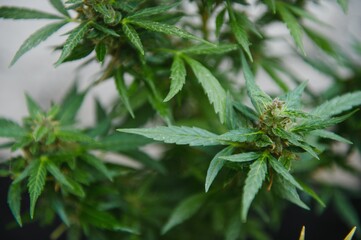 indoor medical cannabis in bloom marijuana plant home.