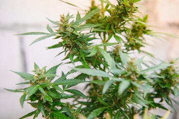 Fototapeta premium cannabis (marijuana) plant. growing marijuana at home for medical purposes