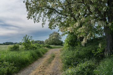Fototapeta na wymiar Path along the edge of the field in spring green.