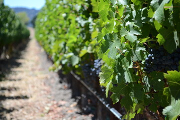 Fototapeta na wymiar grape vines in the vineyard