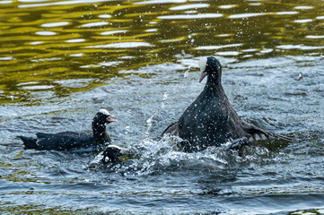 Obraz premium Coot water bird, Fulica atra, aggressive behaviour and fighting over a mate and territory