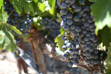bunch of grapes on vine