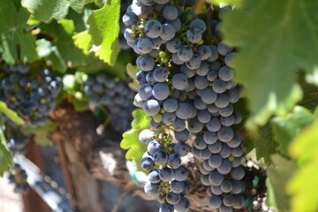 grapes on vine
