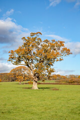 Autumn oak tree in a meadow.