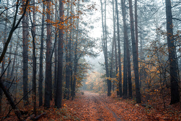 Beautiful forest on a foggy autumn morning. Footpath in the dark, fairy, autumn, mysterious forest, among high trees with leaves.