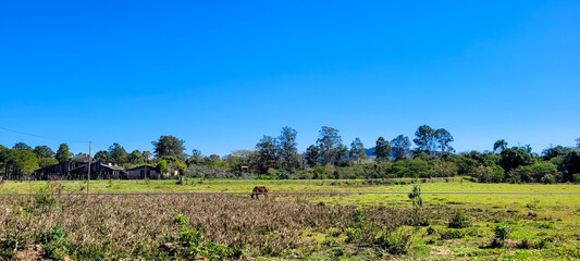 Fototapeta na wymiar farm landscape on a sunny day with green pasture