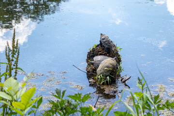 a group of turtles on a wooden log on the bank of a pond