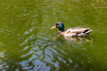 drake on a pond on a sunny day